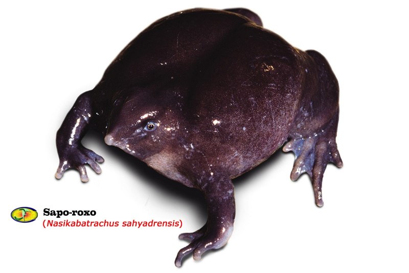 Лягушка Nasikabatrachus sahyadrensis