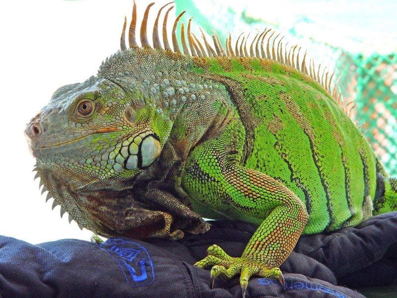 Игуана обыкновенная ( Iguana Iguana)
