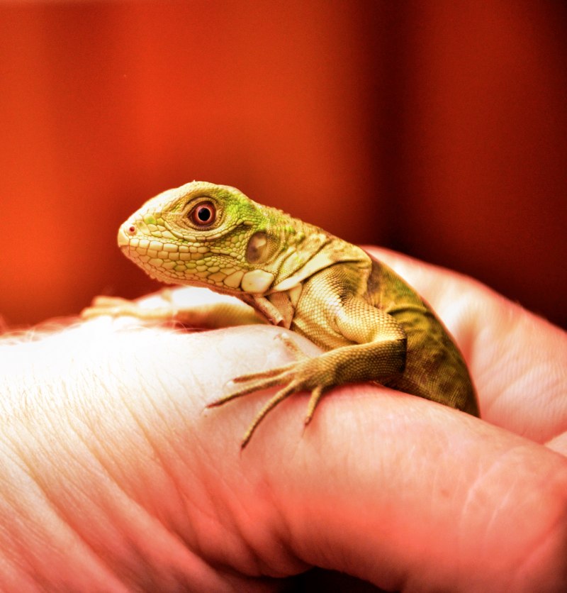 Зеленая игуана (Iguana Iguana)