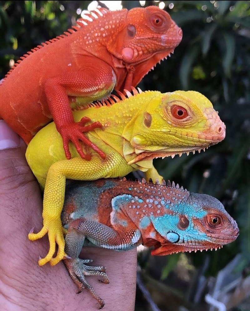 Королевская игуана