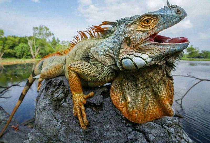 Зеленая игуана (Iguana Iguana)