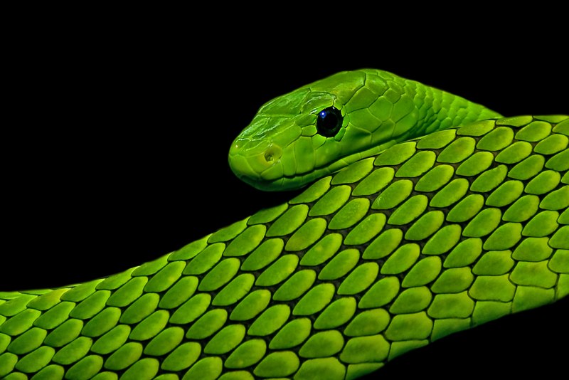 Green Mamba змея