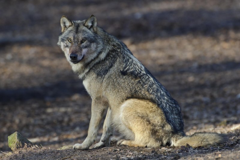 Canis Lupus Campestris