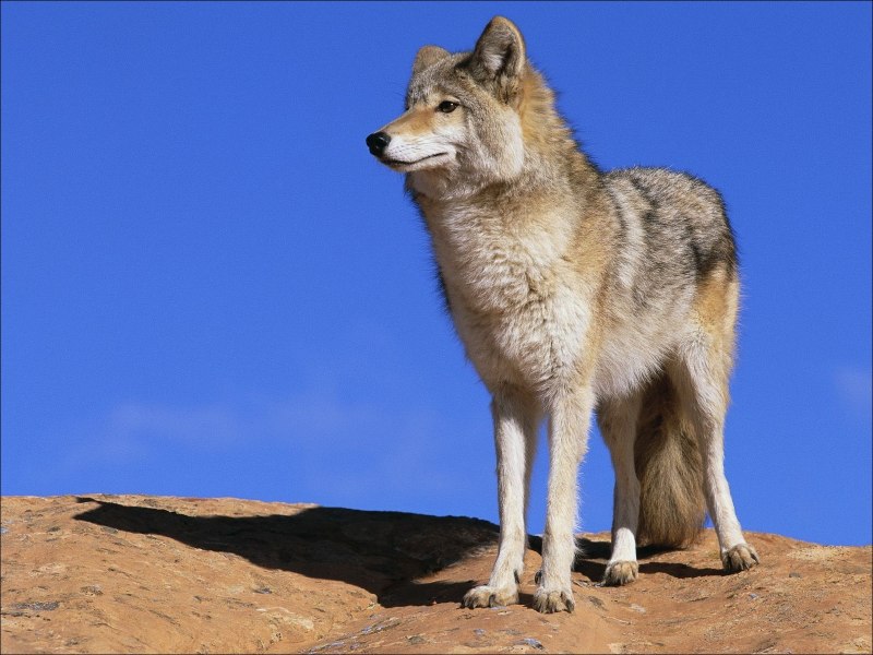 Canis Lupus Campestris
