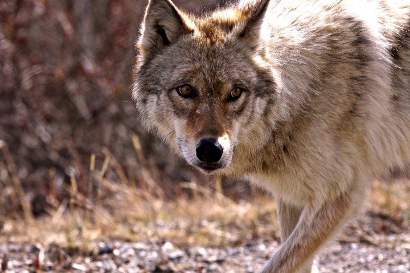 Canis Lupus Campestris