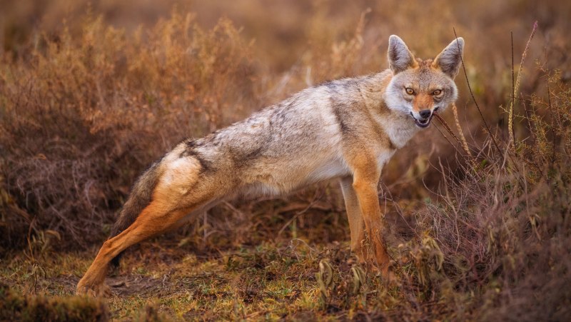 Казахский Степной Шакал