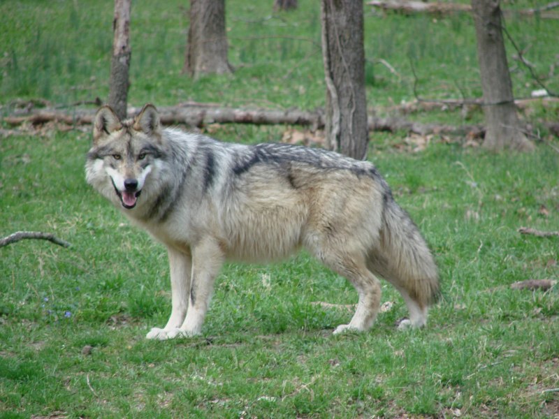 Campestris волк