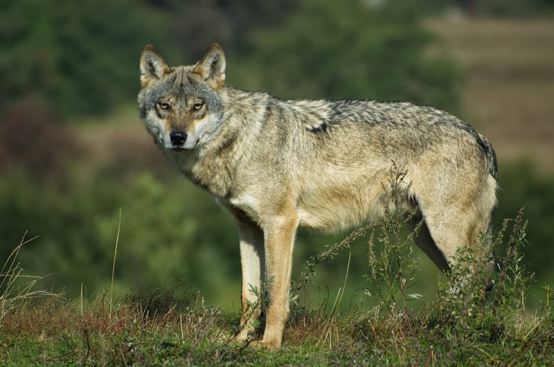 Волк canis Lupus