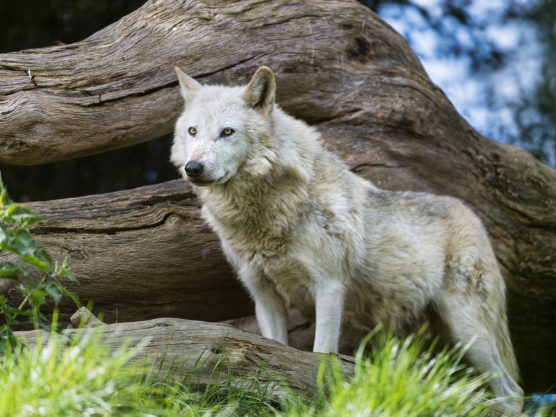 Canis Lupus Campestris