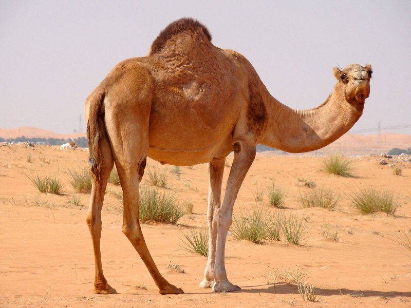 Верблюд Camel