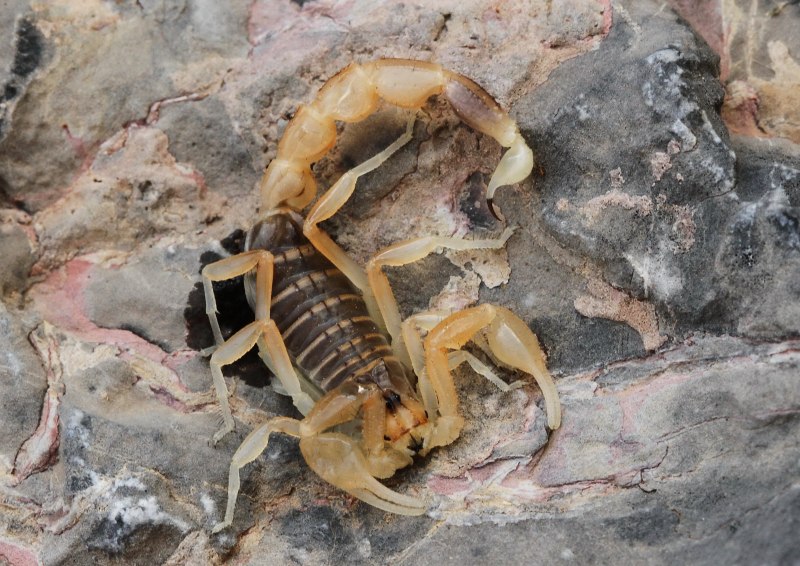 Mesobuthus Thersites