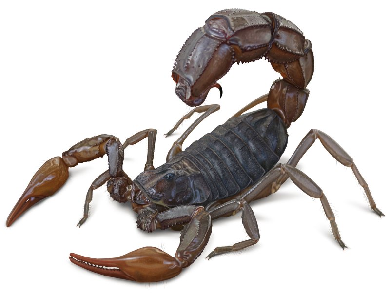Parabuthus transvaalicus