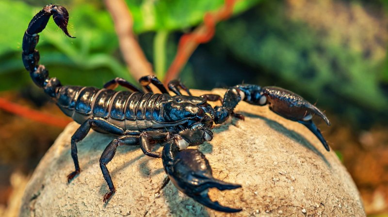 Скорпион Microbothus pusillus