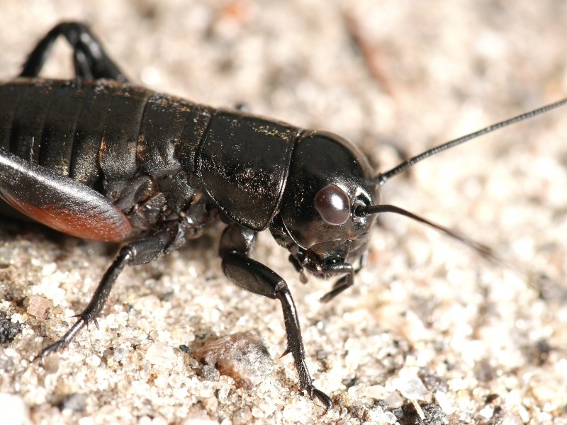 Жук Gryllidae