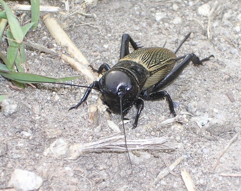 Gryllus Campestris