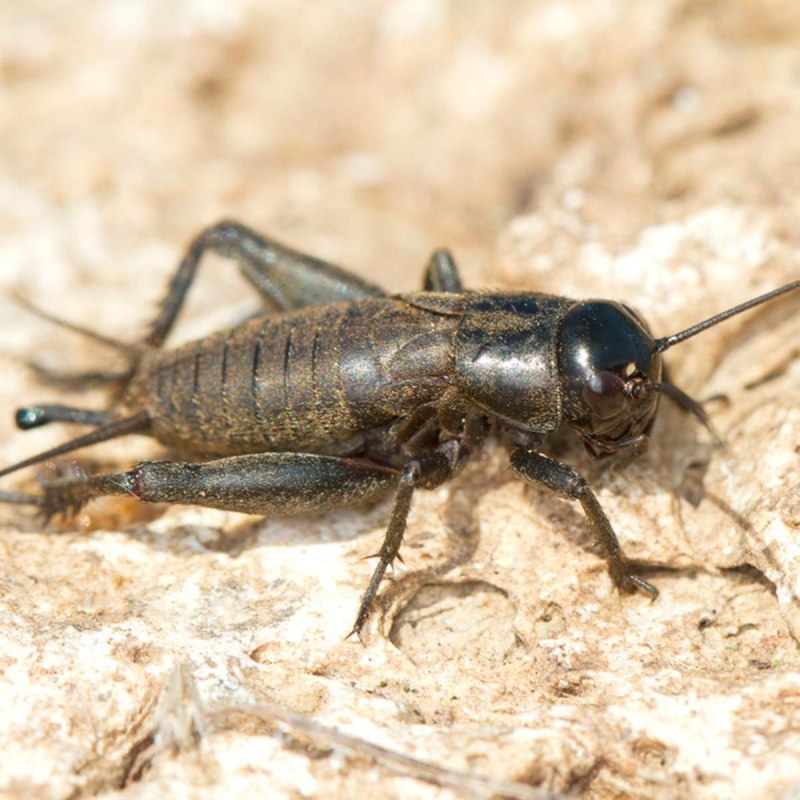 Cricket сверчок