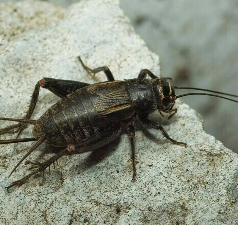 Acheta domesticus домовый сверчок