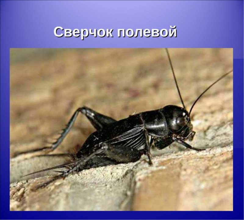 Сверчок с крыльями