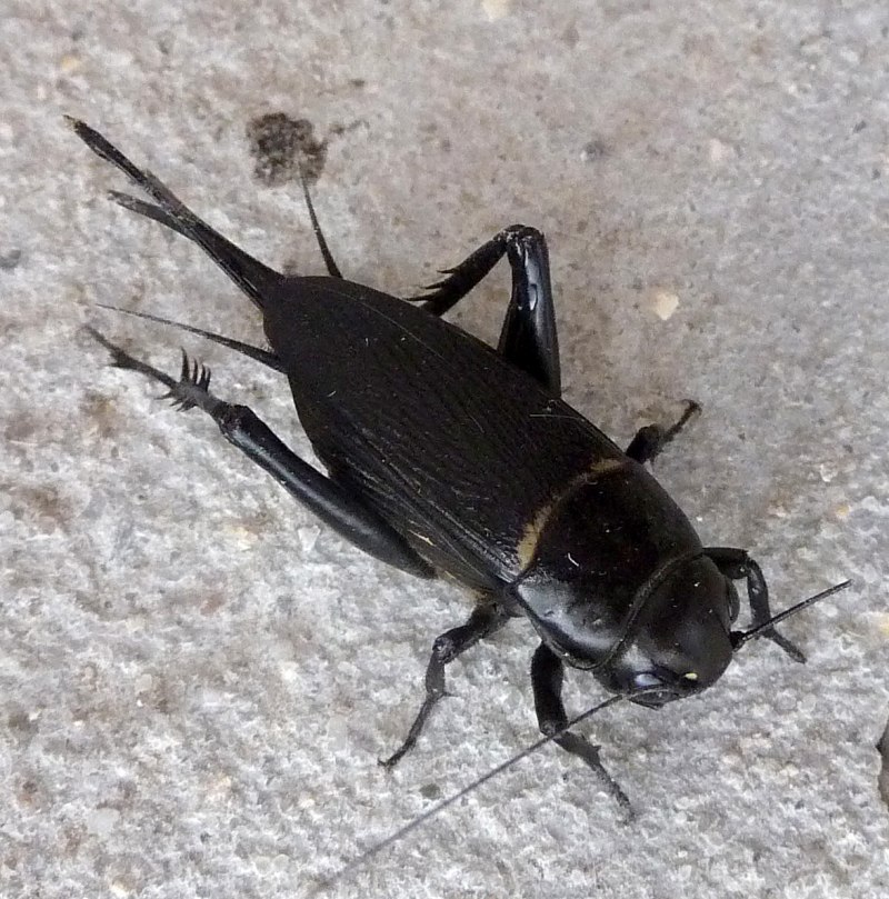Сверчки Gryllus bimaculatus