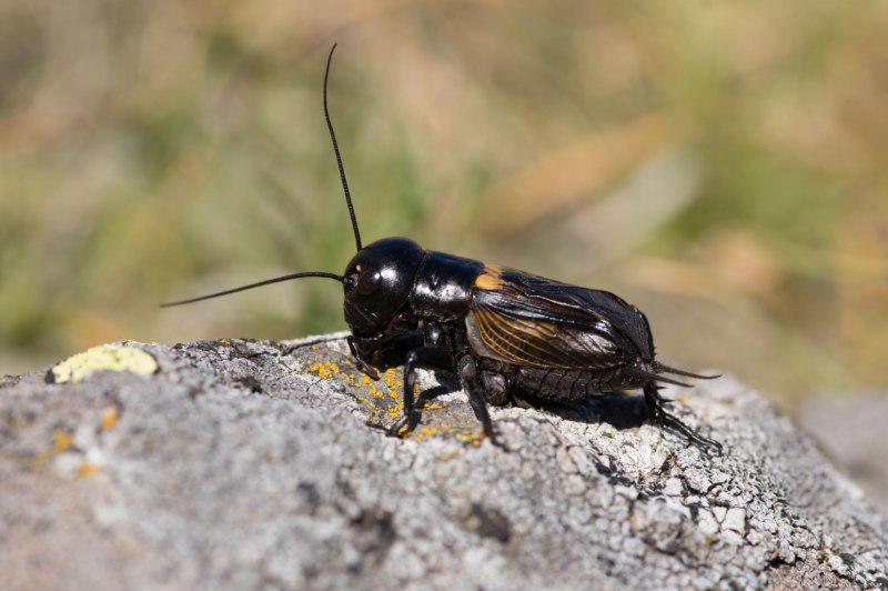 Gryllus Campestris