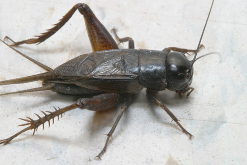 Gryllus Campestris