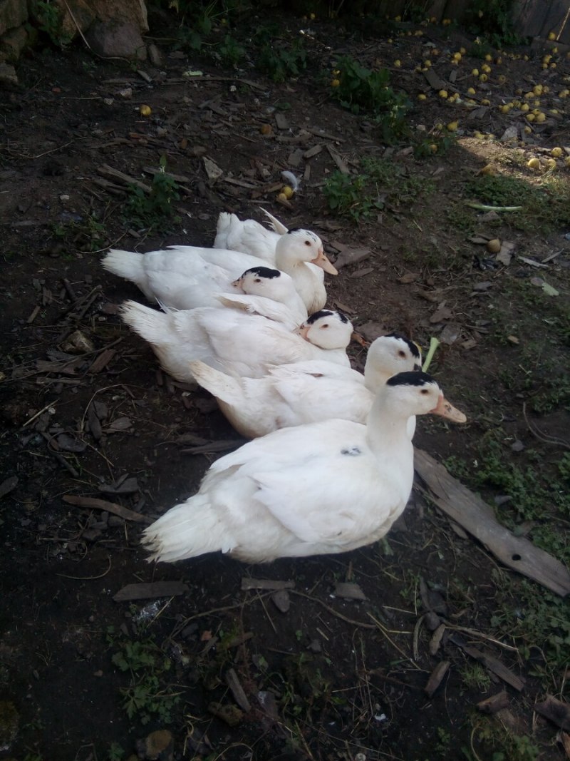 Мулард Королевский