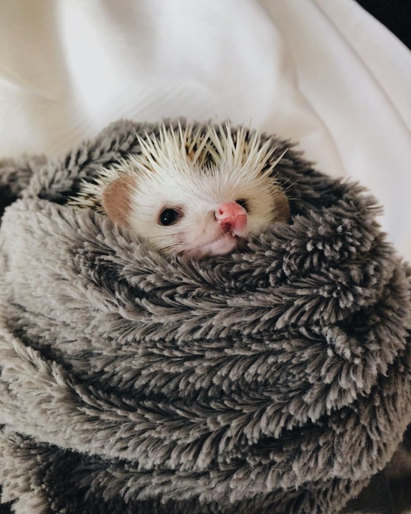 Еж Нижний Новгород