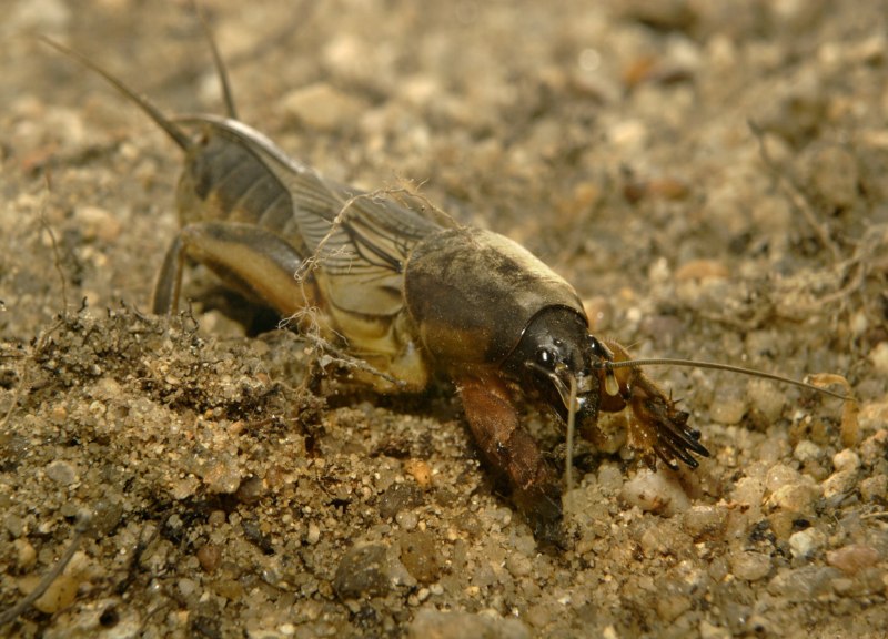 Gryllotalpa Gryllotalpa медведка