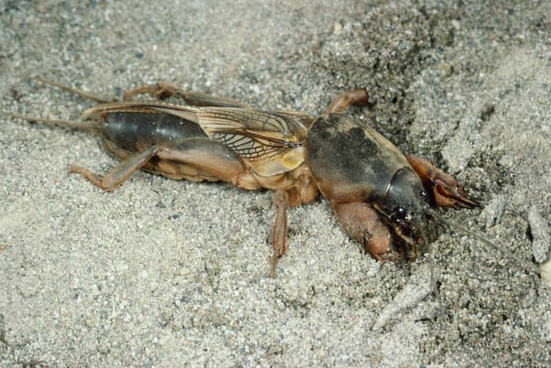 Медведка Mole Cricket.