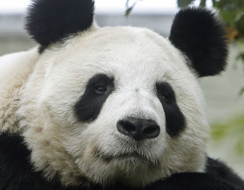 Wild giant Panda