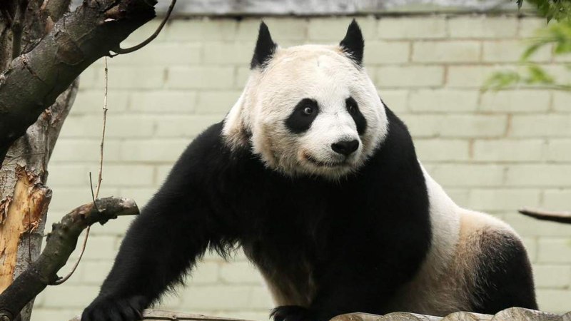 Urs Panda Coorat