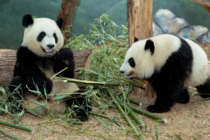 Panda International