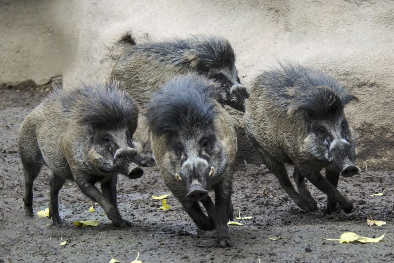 Visayan warty Pig
