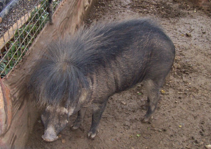 Visayan warty Pig