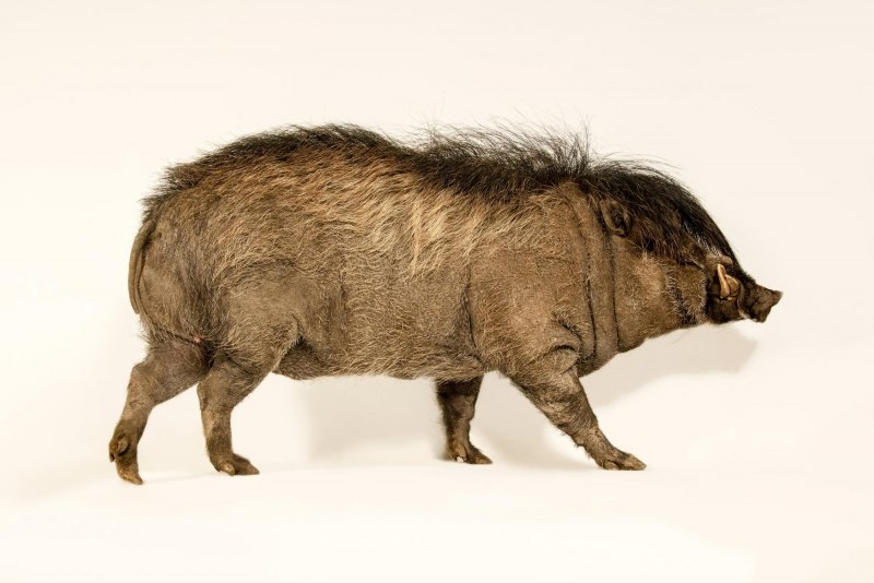 Visayan warty Pig