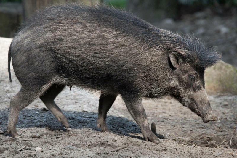 Warty Pig