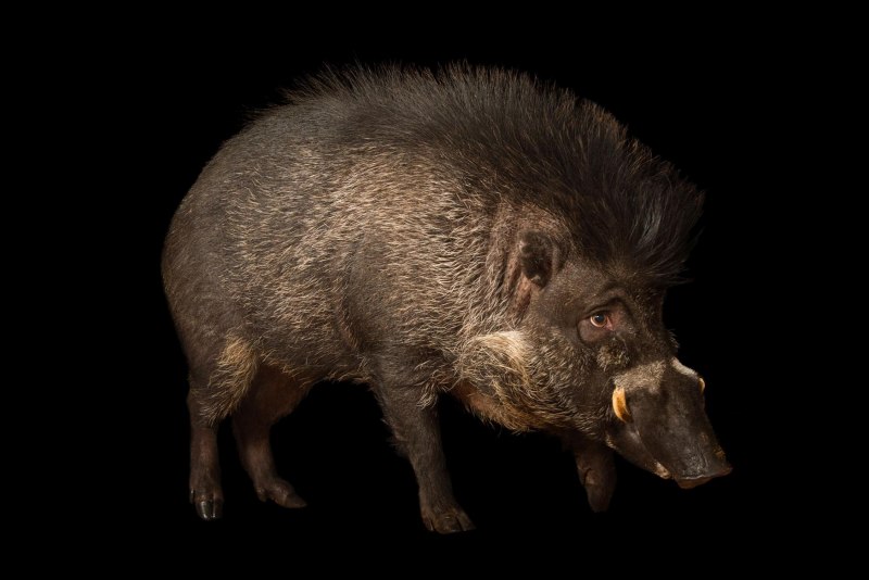 Hog stocks
