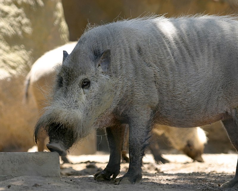 Бородатая свинья (sus barbatus)