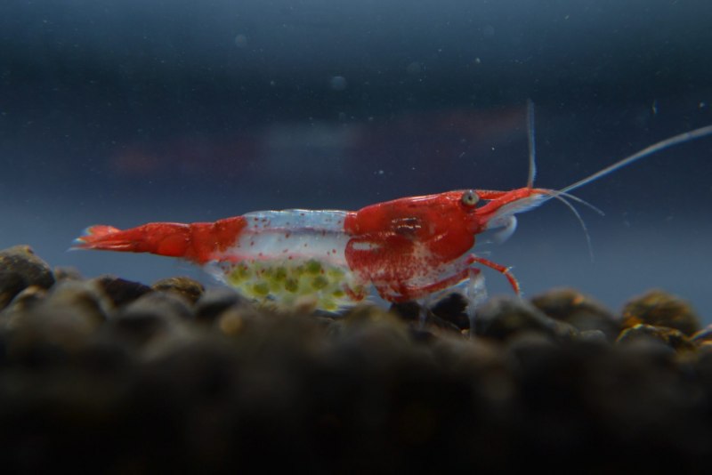 Neocaridina heteropoda