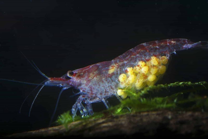 Креветки Neocaridina heteropoda