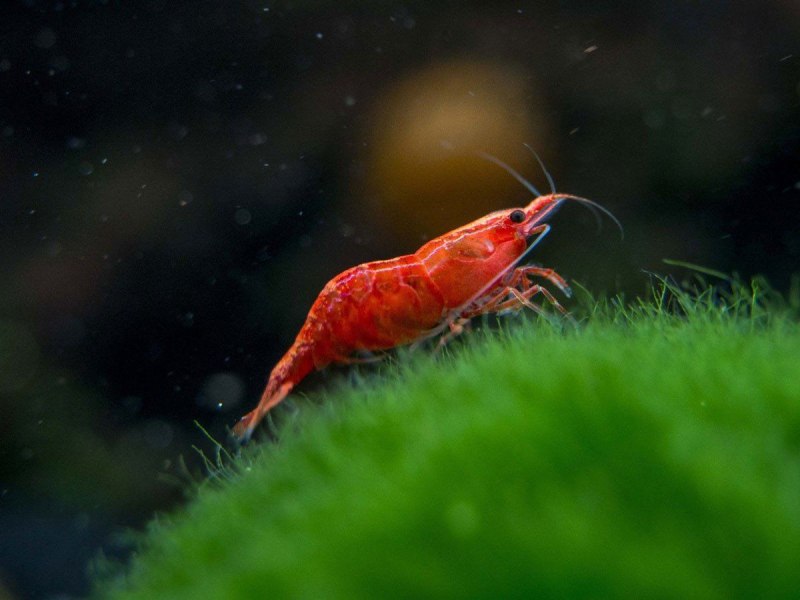 Red Cristall Shrimps