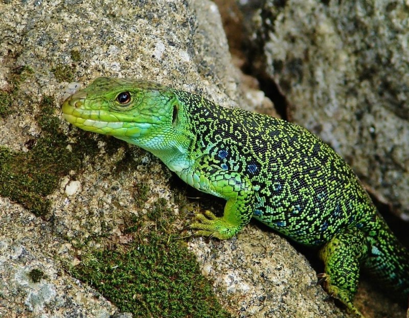 Lacerta lepida