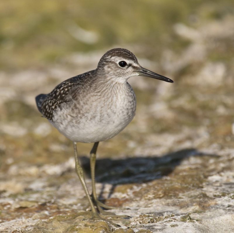 Common Snipe