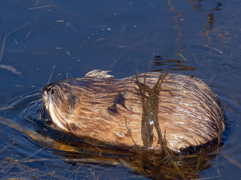 Водяная полевка Arvicola terrestris