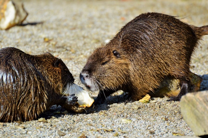 Водяная полевка Arvicola terrestris