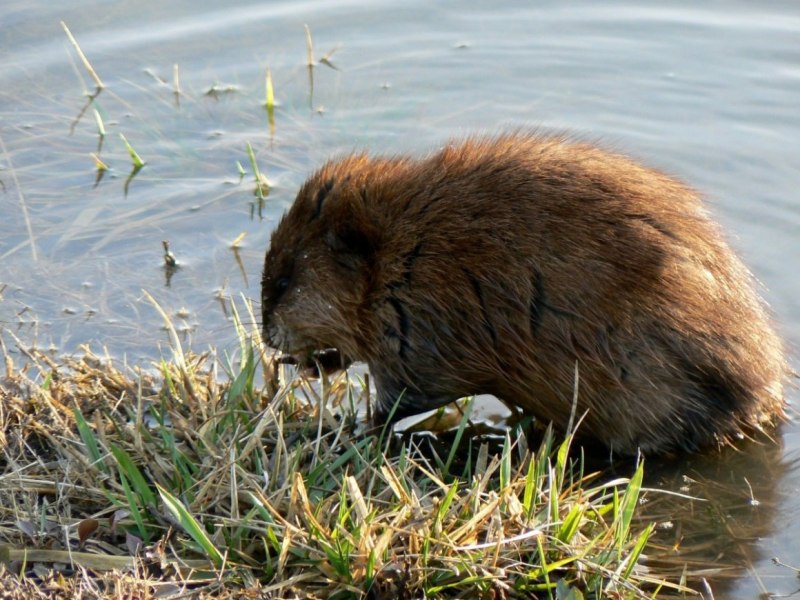 Arvicola amphibius