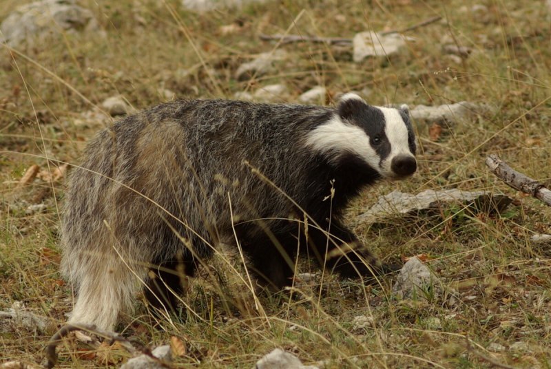Badger Badger Badger