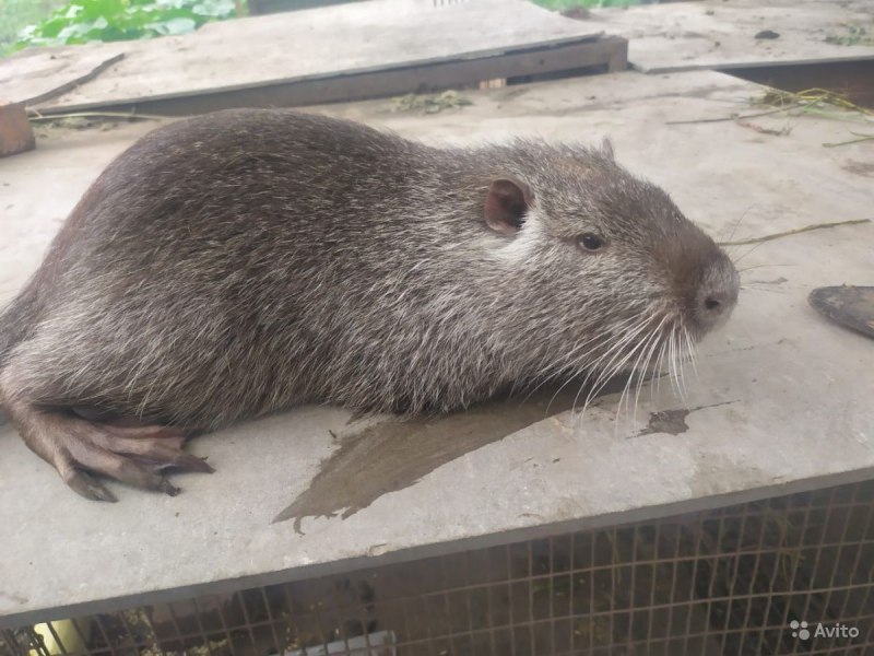 Myocastor coypus нутрия