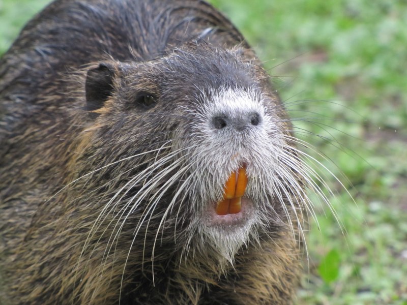Myocastor coypus нутрия