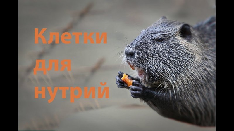 Беременная нутрия